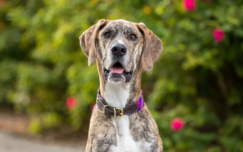 close up of a female brindle great dane dog