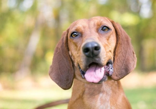 close up of a happy redbone coonhound