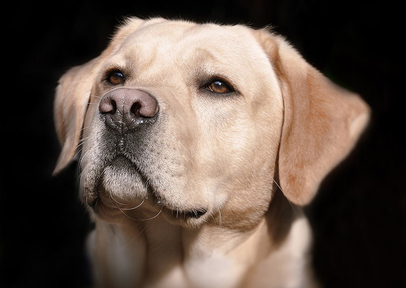 close up of a labrador's nose