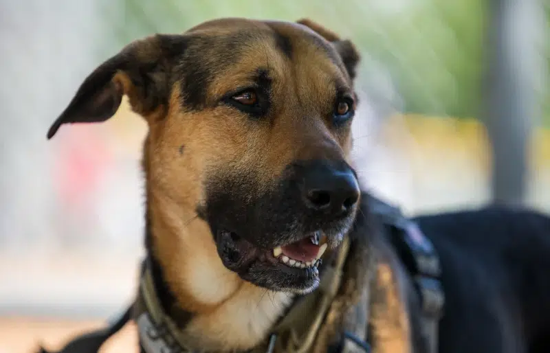 close up of a male rhodesian ridgeback german shepherd mixed breed dog