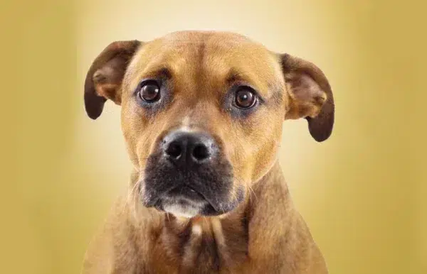 close up of a rhodesian ridgeback beagle mixed breed dog