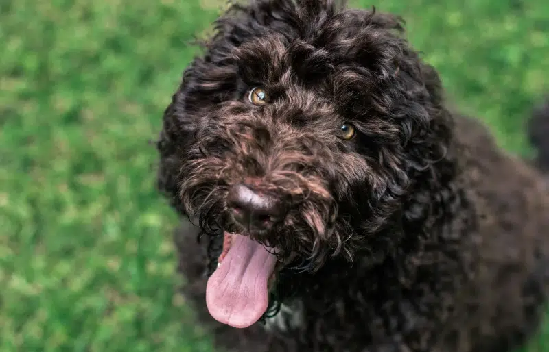 close up of a shepadoodle puppy dog staring up
