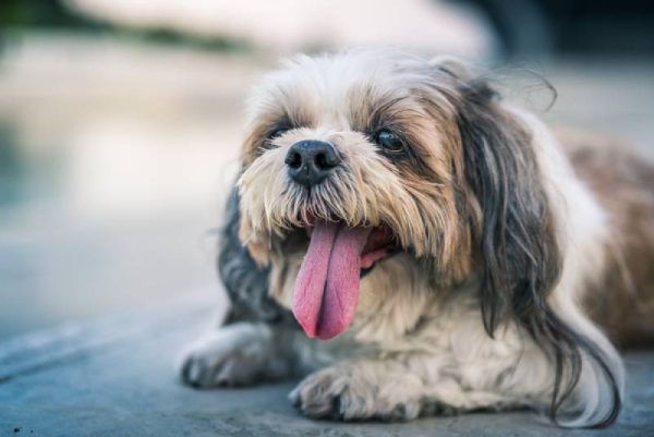 close up of a shih tzu dog panting outside