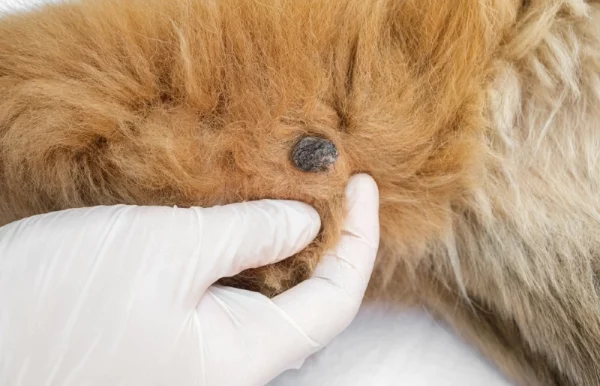 close up of a vet checking a papilloma wart on dog's elbow