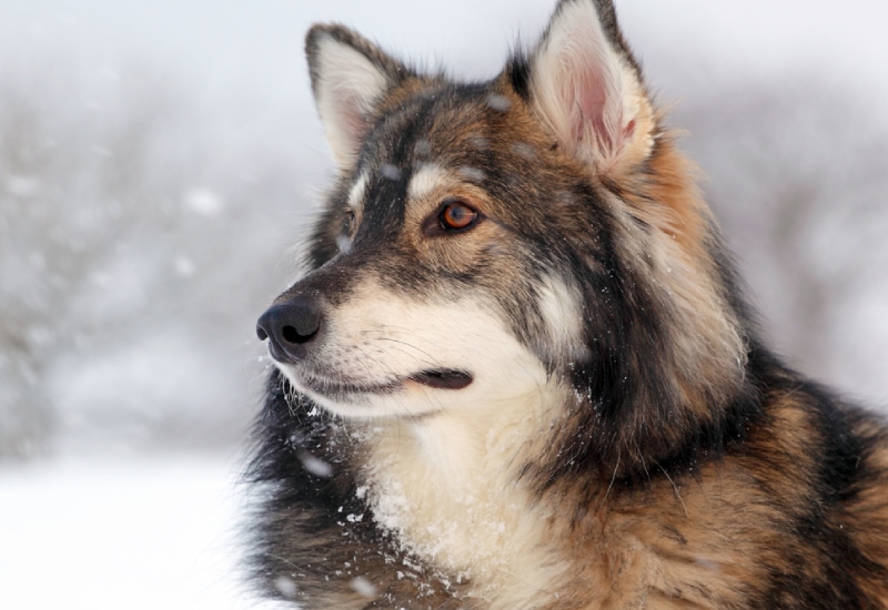 close up of an utonagan dog