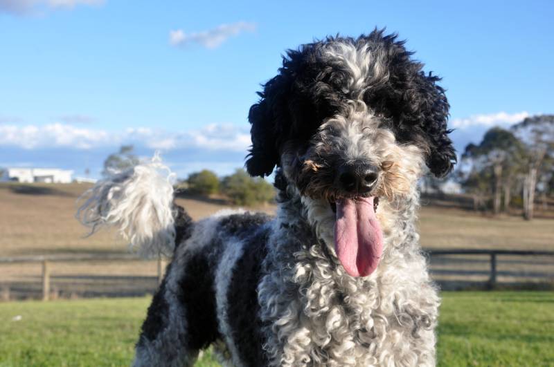 close up of black and white schnoodle dog