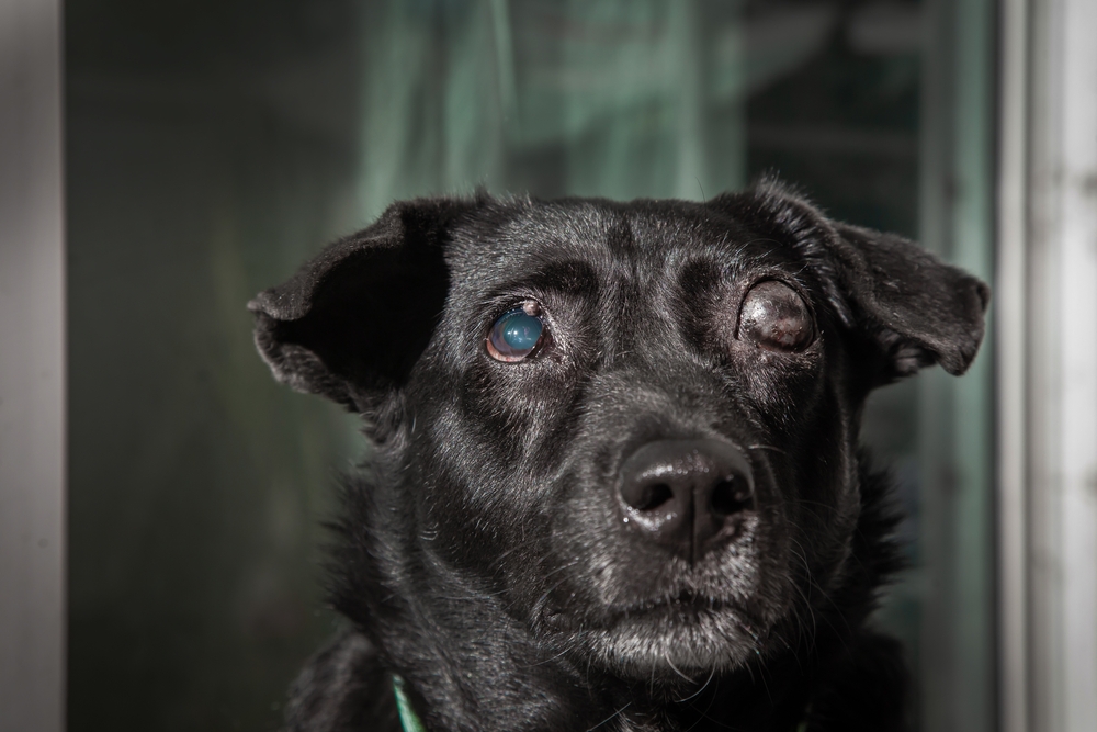 close up of black dog with glaucoma