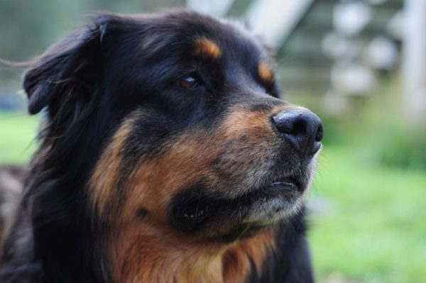 close up of chow chow and rottweiler mix