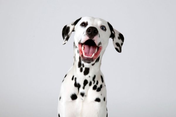 close up of dalmation dog in the studio