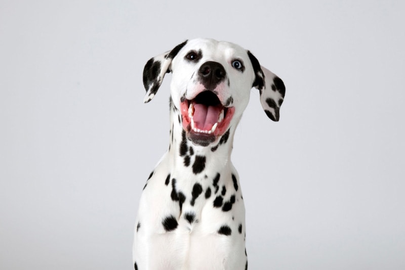 close up of dalmation dog in the studio