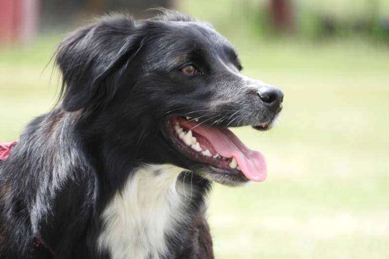 close up of dog looking far away