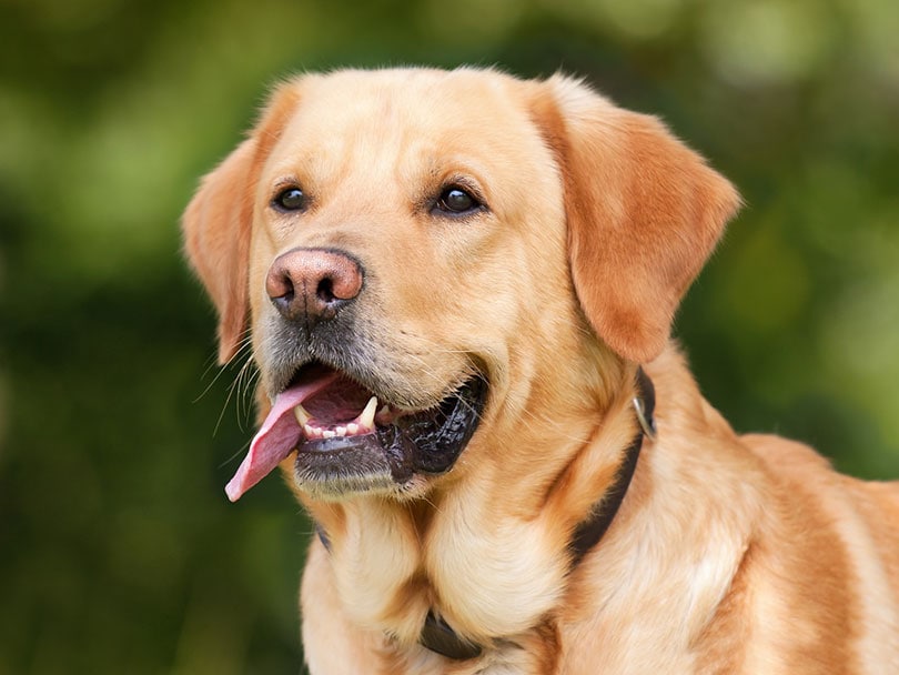 close up of labrador retriever