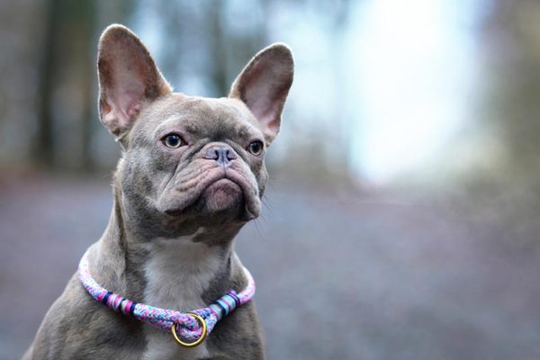 close up of lilac french bulldog