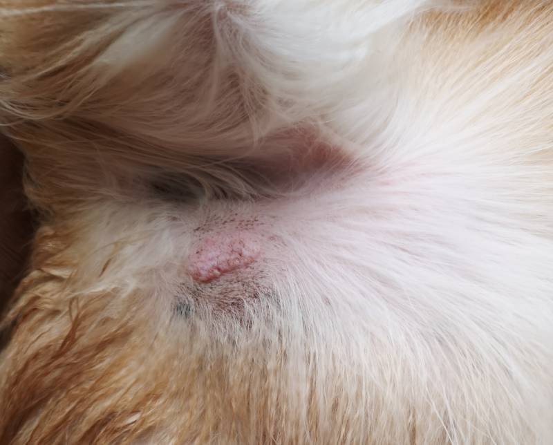 close up of mast cell tumor in dog