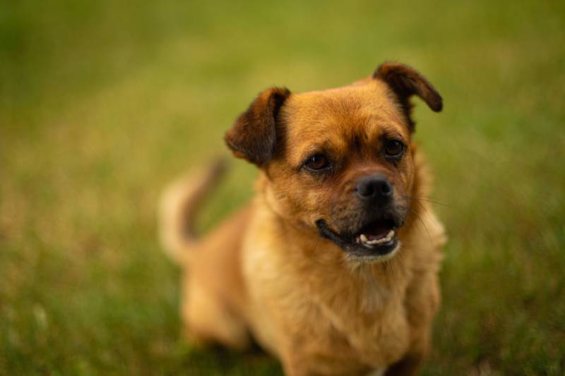 close up of muggin dog sitting on the grass