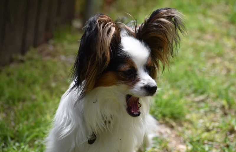 close up of papillon dog on the grass barking outdoors