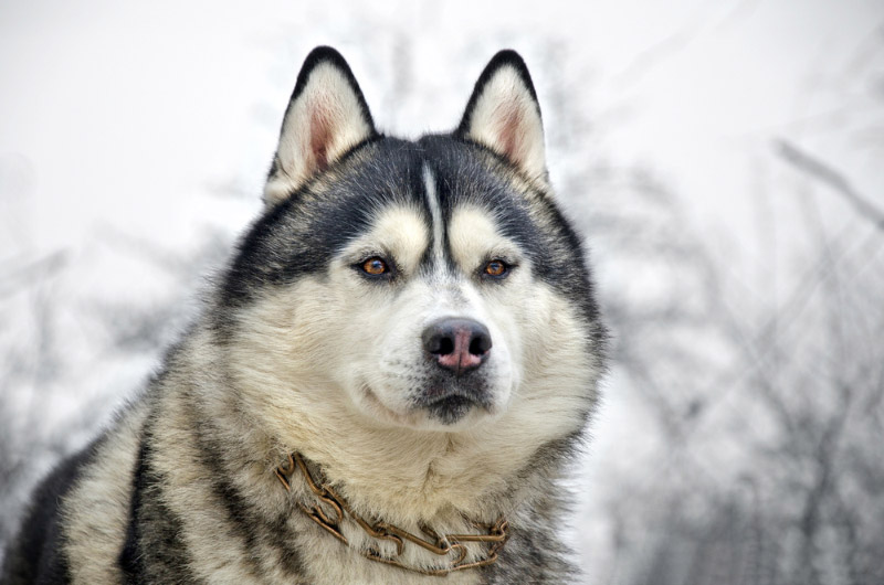 close up of siberian husky dog in the winter