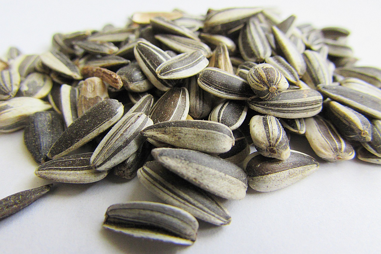 close up of sunflower seeds