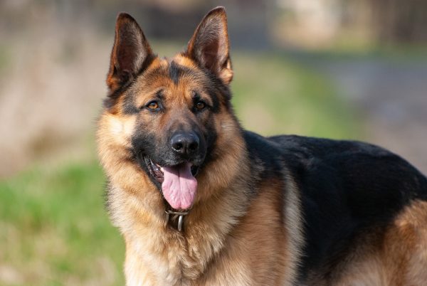 close up of westclose up of western german shepherdern german shepherd