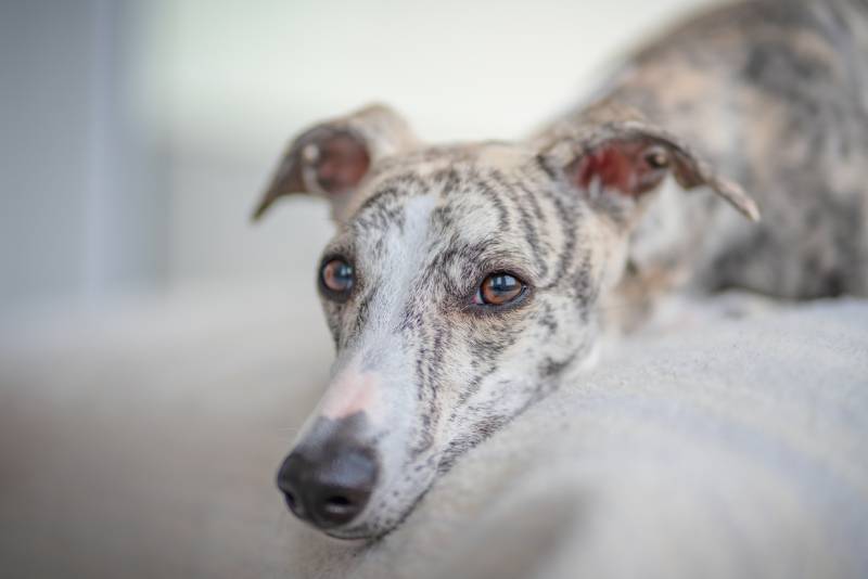 close up of whippet dog looking sad