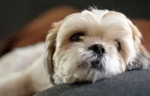 close up of white shih tzu