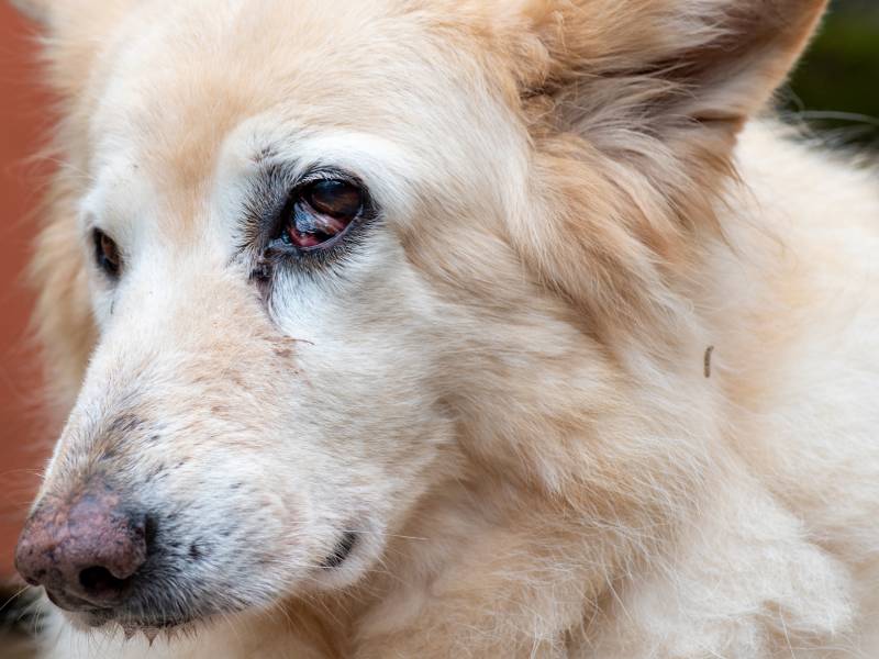 close up on the eye of a white german shephard showing third eyelid neoplasma