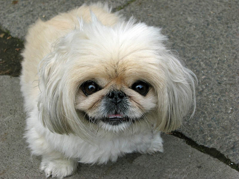 close up pekingese smiling