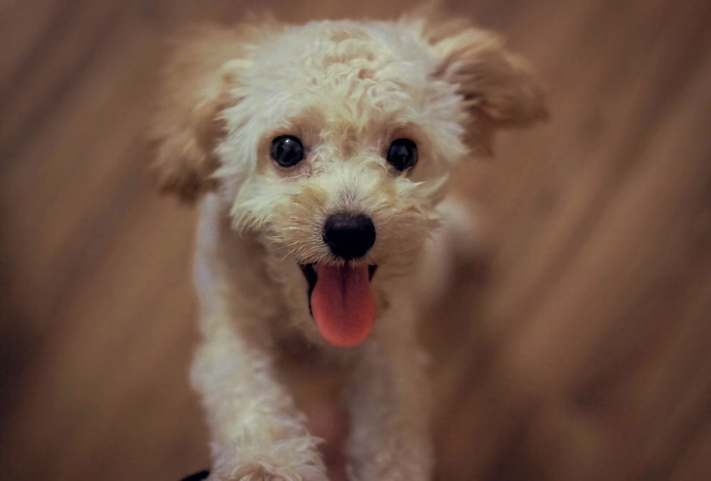 close up photo of white dog