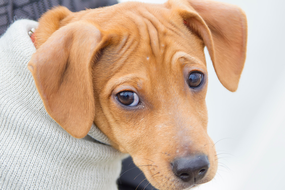 close up red dog raising eyebrows