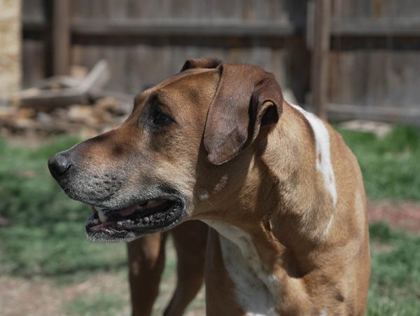 close up Rhodesian ridgeback boxer mix dog