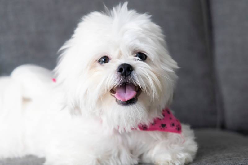 close up of a white shih tzu dog