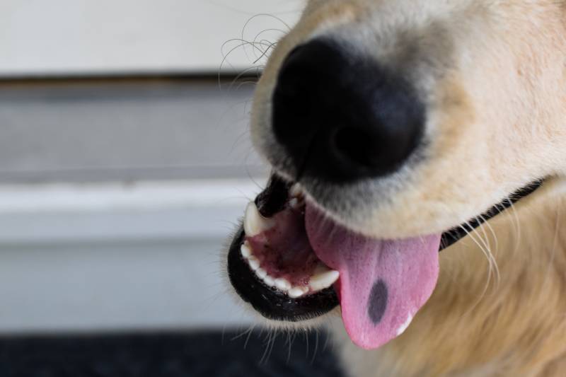 close up view of golden retriever dogs tongue pink with black spot