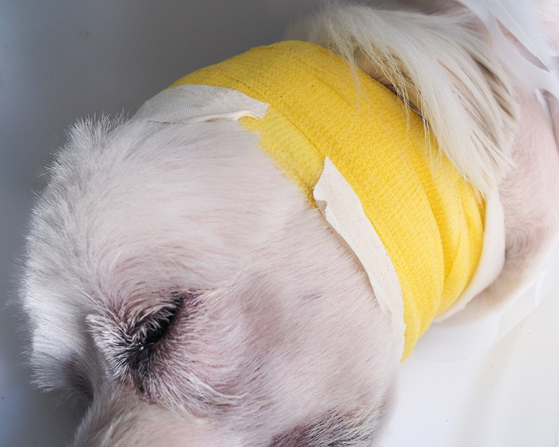 close up white dog recovering from ear surgery