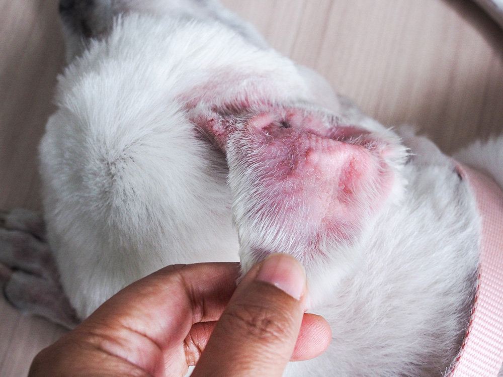 close up white dog with ear hematoma