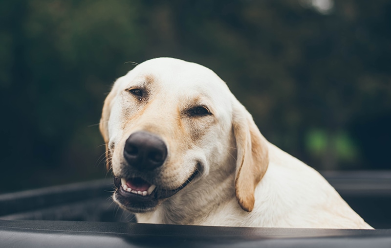 close up yellow labrador dog smiling