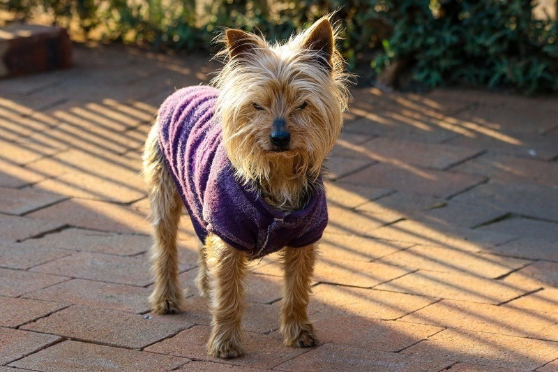 clothed australian terrier