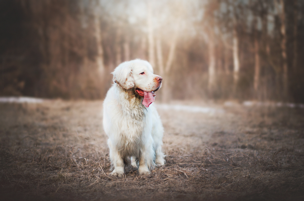Hunting dog clumber spaniel in the forest at sunrise