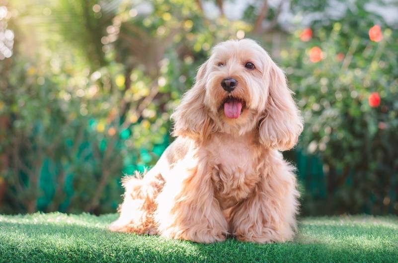 cockapoo outdoors wearing a lamb haircut