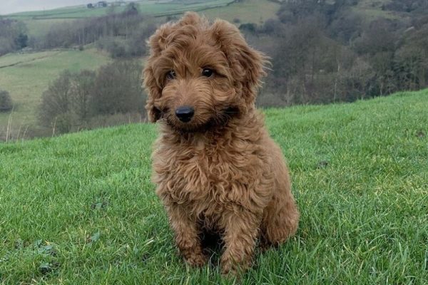 cockapoo sitting on grass