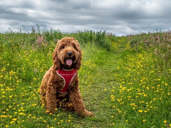 cockapoo sitting on the grass