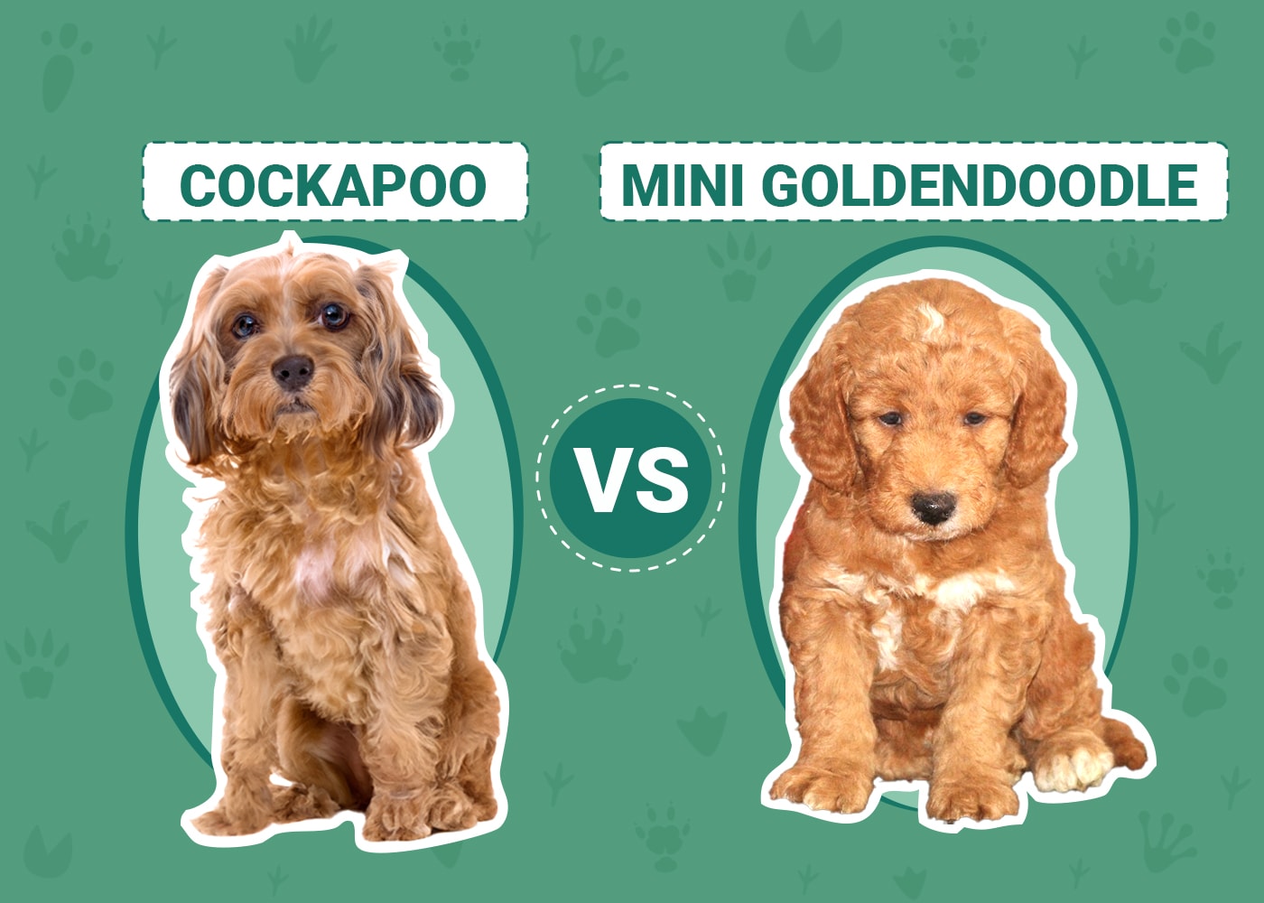 Cockapoo vs Mini Goldendoodle