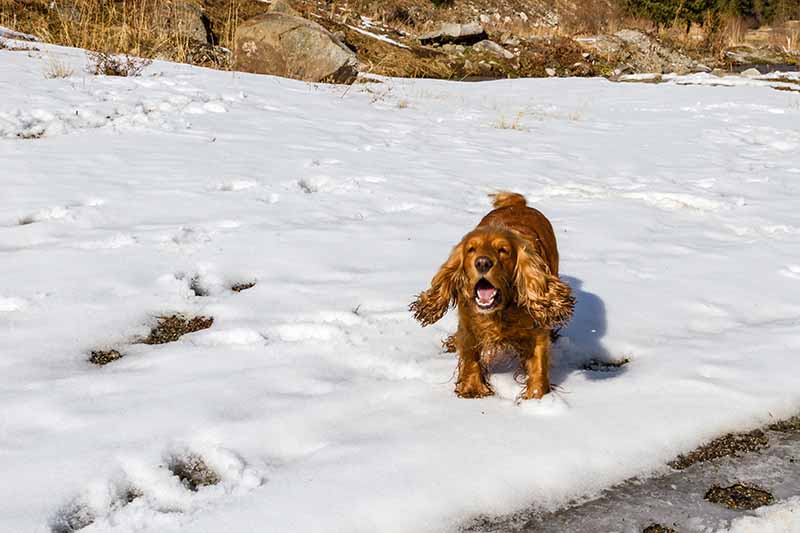 cocker spaniel barking standing on the white snow