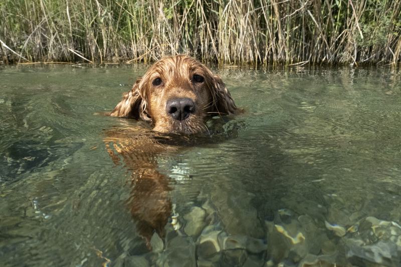 cocker spaniel dog swimming in the river water