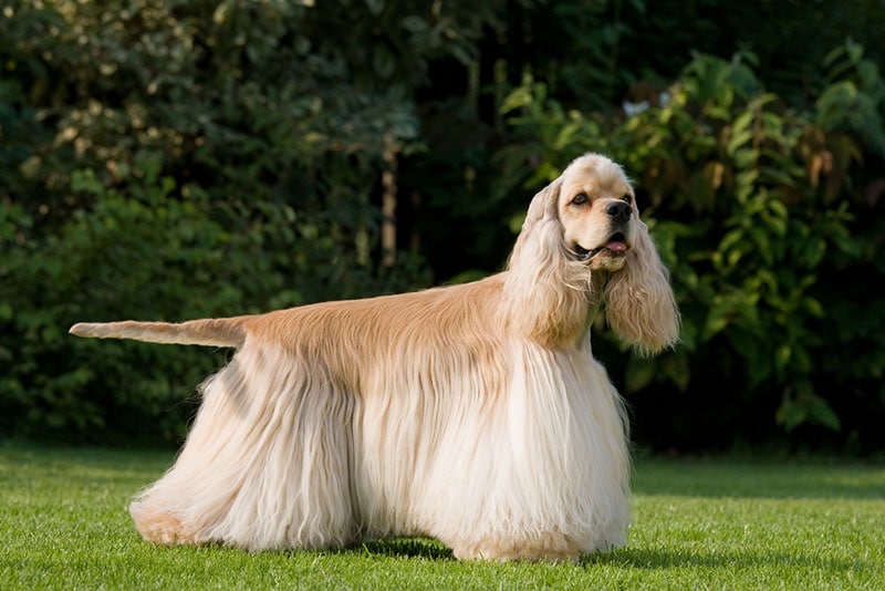 cocker spaniel dog walking on grass