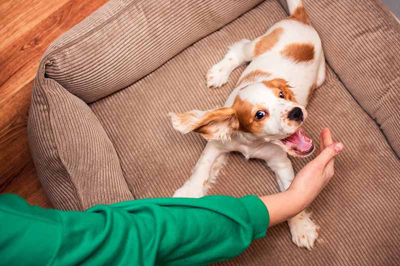 cocker spaniel playing with owner