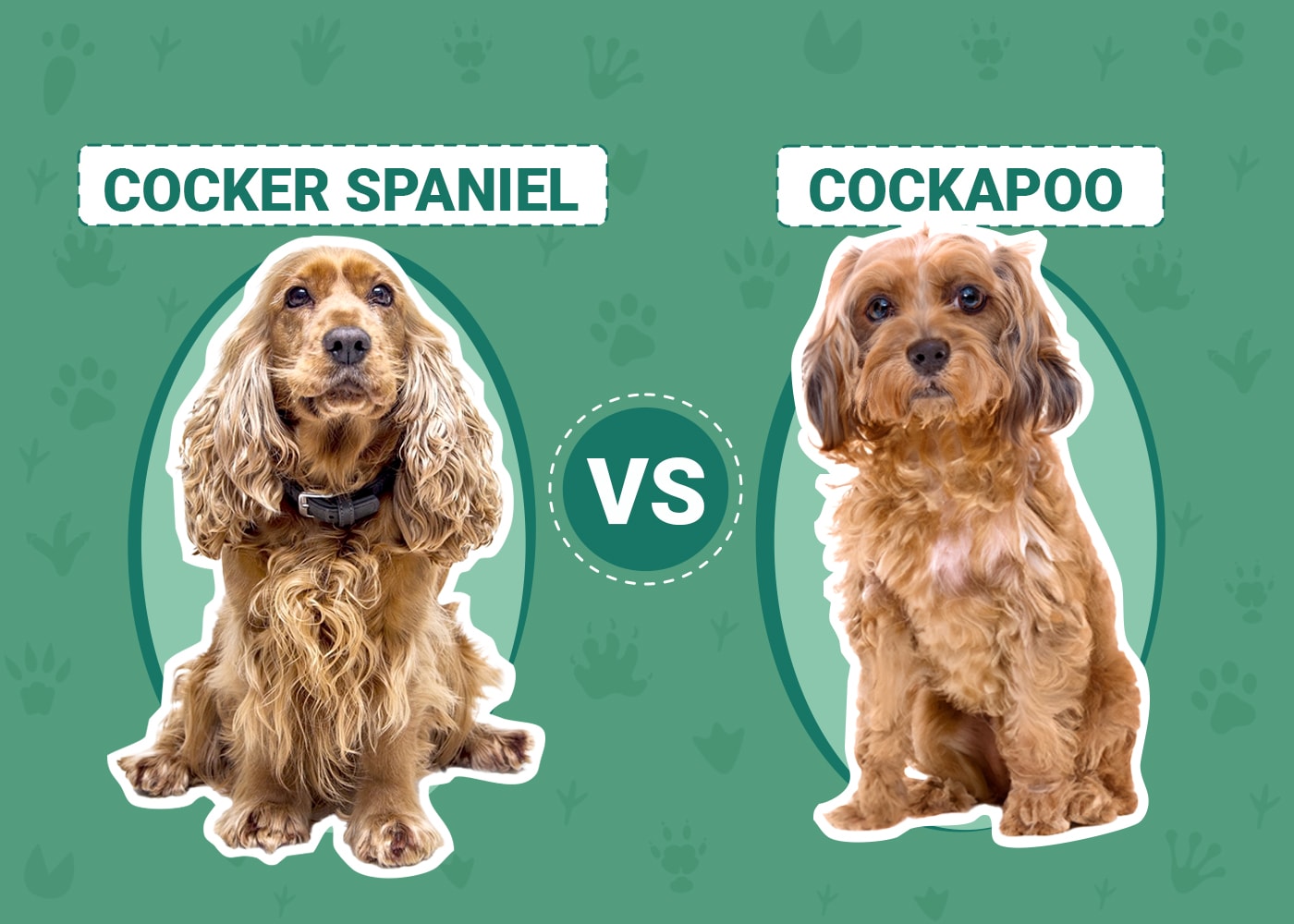 Cocker Spaniel vs Cockapoo