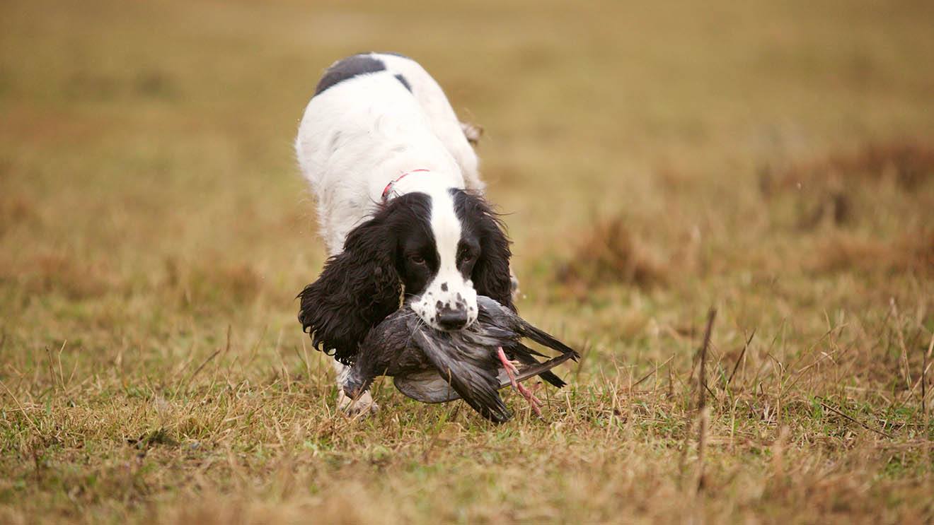 cocker spaniel with bird