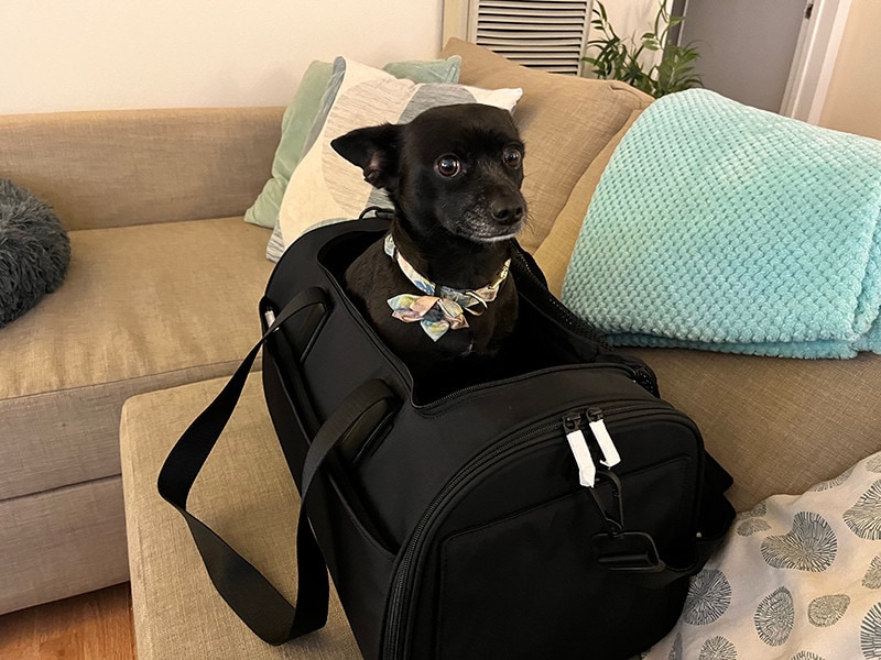 coco sitting in the pet carrier from away
