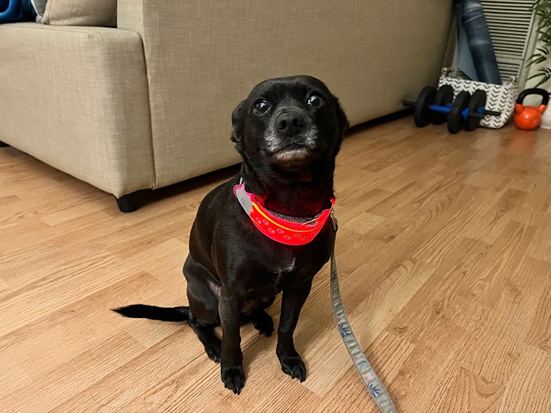 coco wearing the nitedog led collar cover with leash