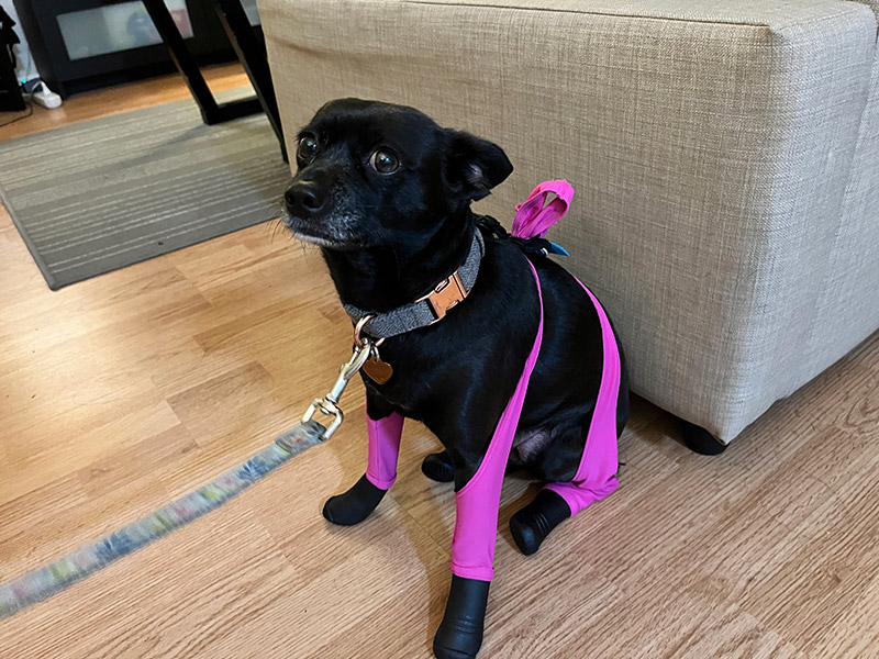 coco wearing walkee paws’ deluxe boot leggings